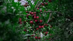 Fresh red apples variety